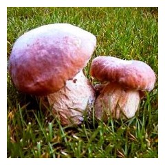 Boletus Pinicola 1 Kg.