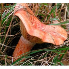 Níscalos, Lactarius Delicius, Rovellón caja de 1Kg