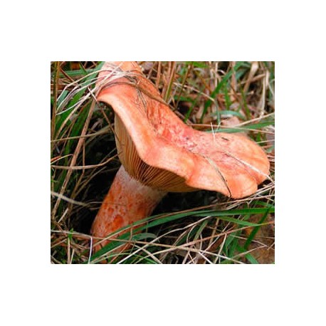 Níscalos, Lactarius Delicius, Rovellón caja de 1Kg