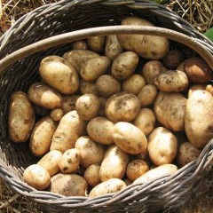 Patata Nueva Jaerla saco 20 Kg ecológica-Patata Nueva-Envio Incluido