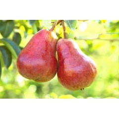Pera Roja. 4Kg aprox-del Bierzo-FINALIZADA CAMPAÑA