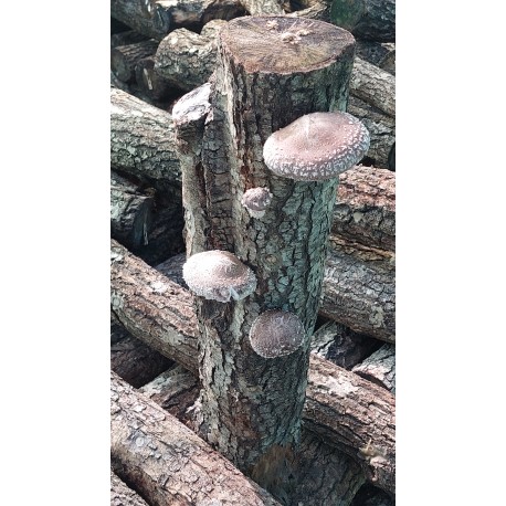 ENTRETRONCO DE SETA SHIITAKE